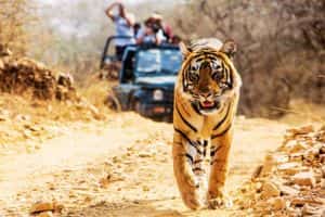 jungle safari in uttarakhand