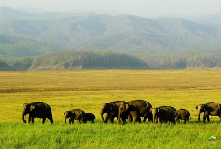 corbett safari tour